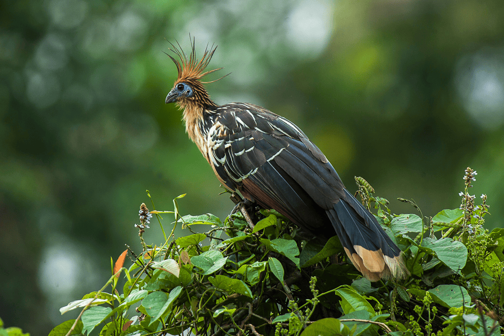 BIOADD: The Economics of Biodiversity Additionality
