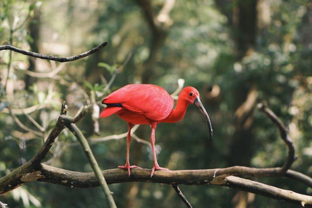 50 Wild Animals In Brazil