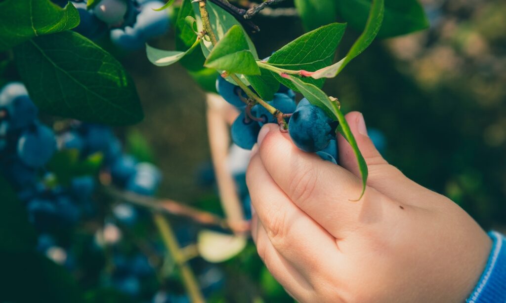 Renewing biodiversity through a people-in-nature approach