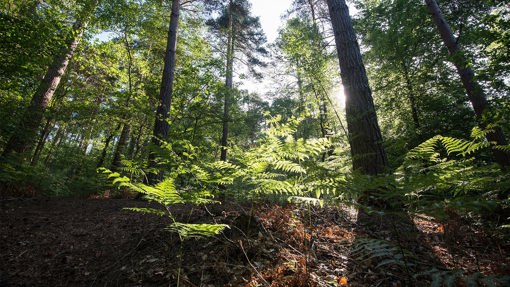 Designing auctions for the provision of environmental services